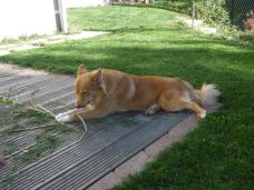 Aron im Garten