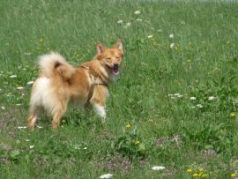 Aussehen eines Islandhundes